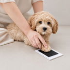Clean touch pet paw print ink pad under a puppy's paw during a print making session.